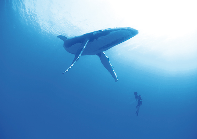 Photo de baleine par Christian Petron - Limpact
